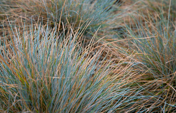 'Elijah Blue' 